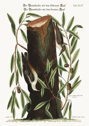 Nuthatch。小さなナッチ、1749-73